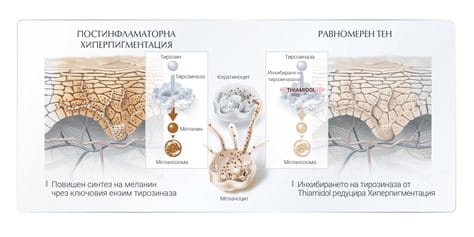 илюстрация на кожа и действието на Thiamidol