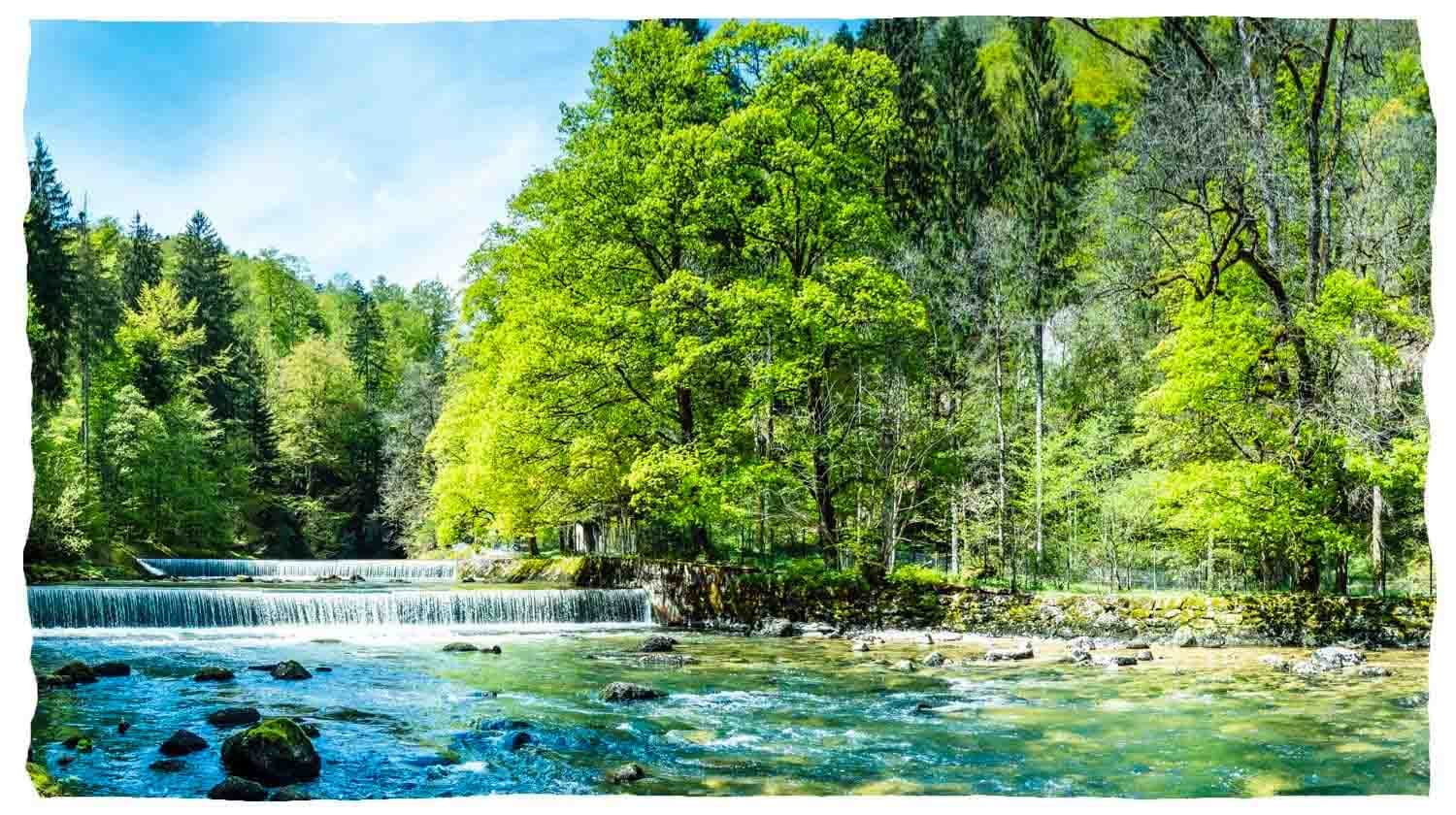 Un fiume pulito con una piccola cascata che scorre attraverso una foresta.