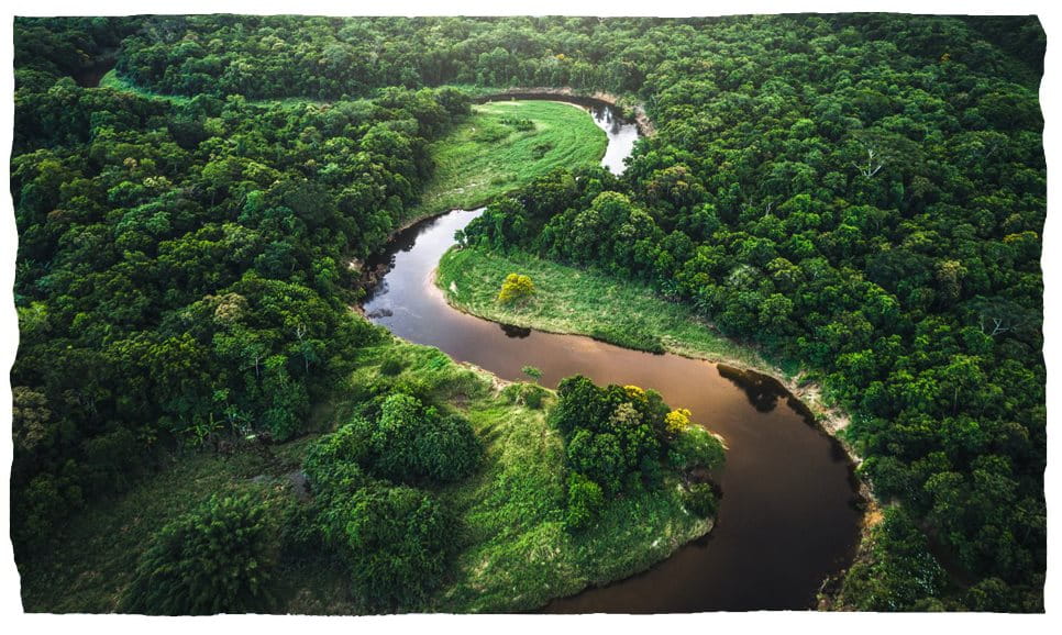 Un fiume che serpeggia in una foresta lussureggiante.