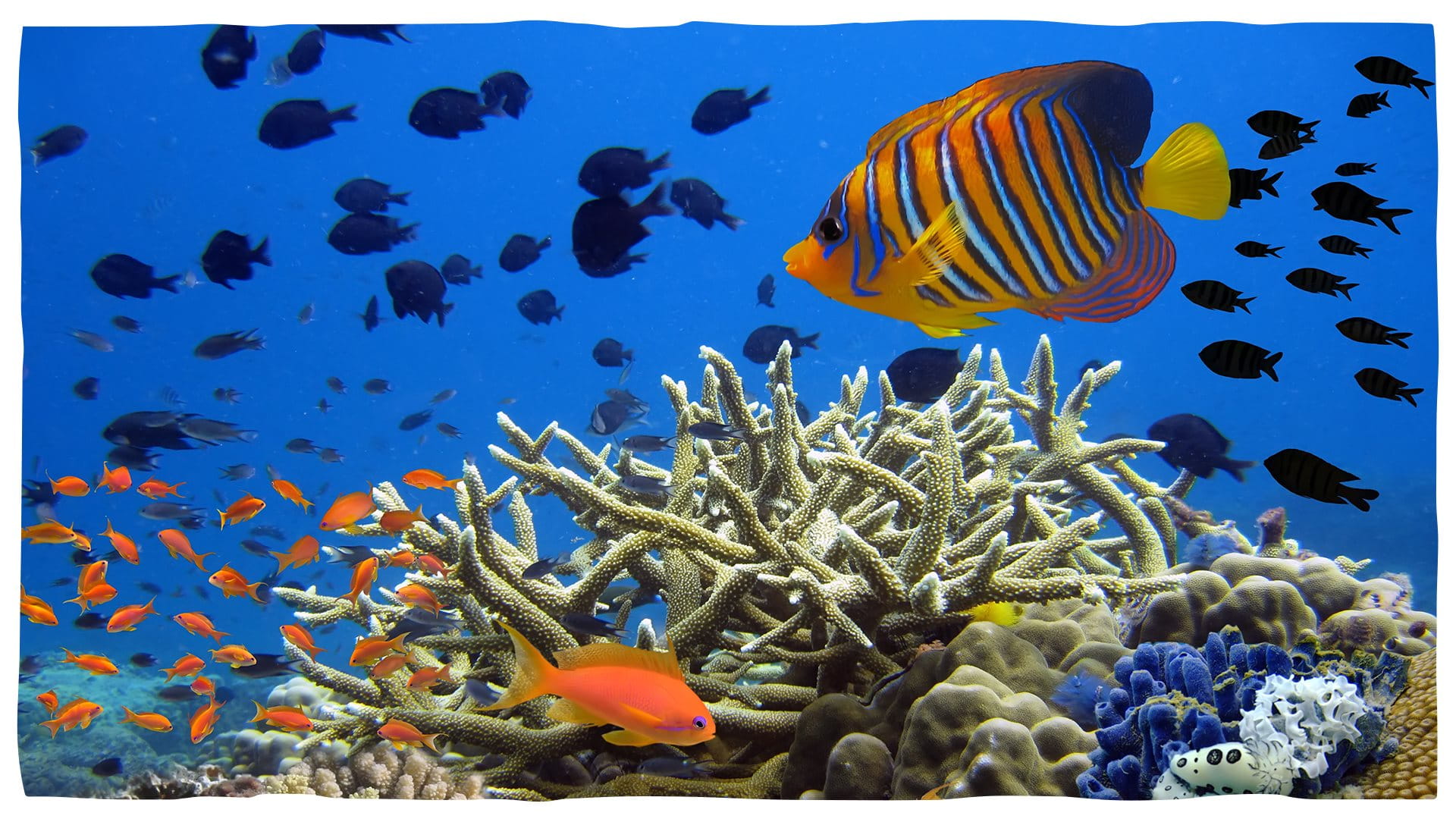 An underwater view of a beautiful coral reef