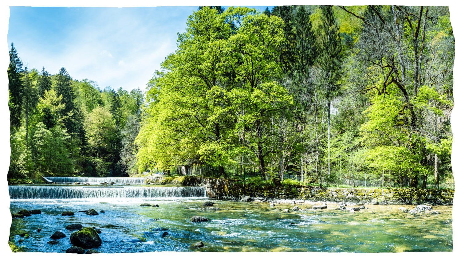 A clean river with a small waterfall flowing through a forest.