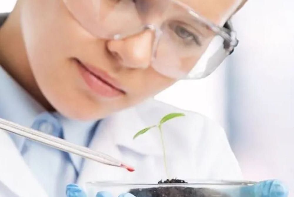 En forskare droppar försiktigt ett kemiskt prov på en växt.