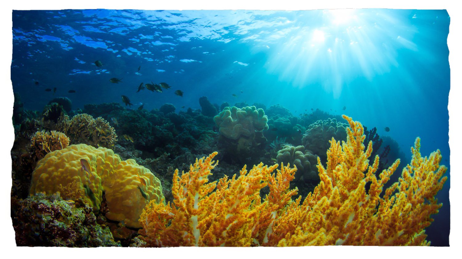 Une vue sous-marine d’un magnifique récif corallien