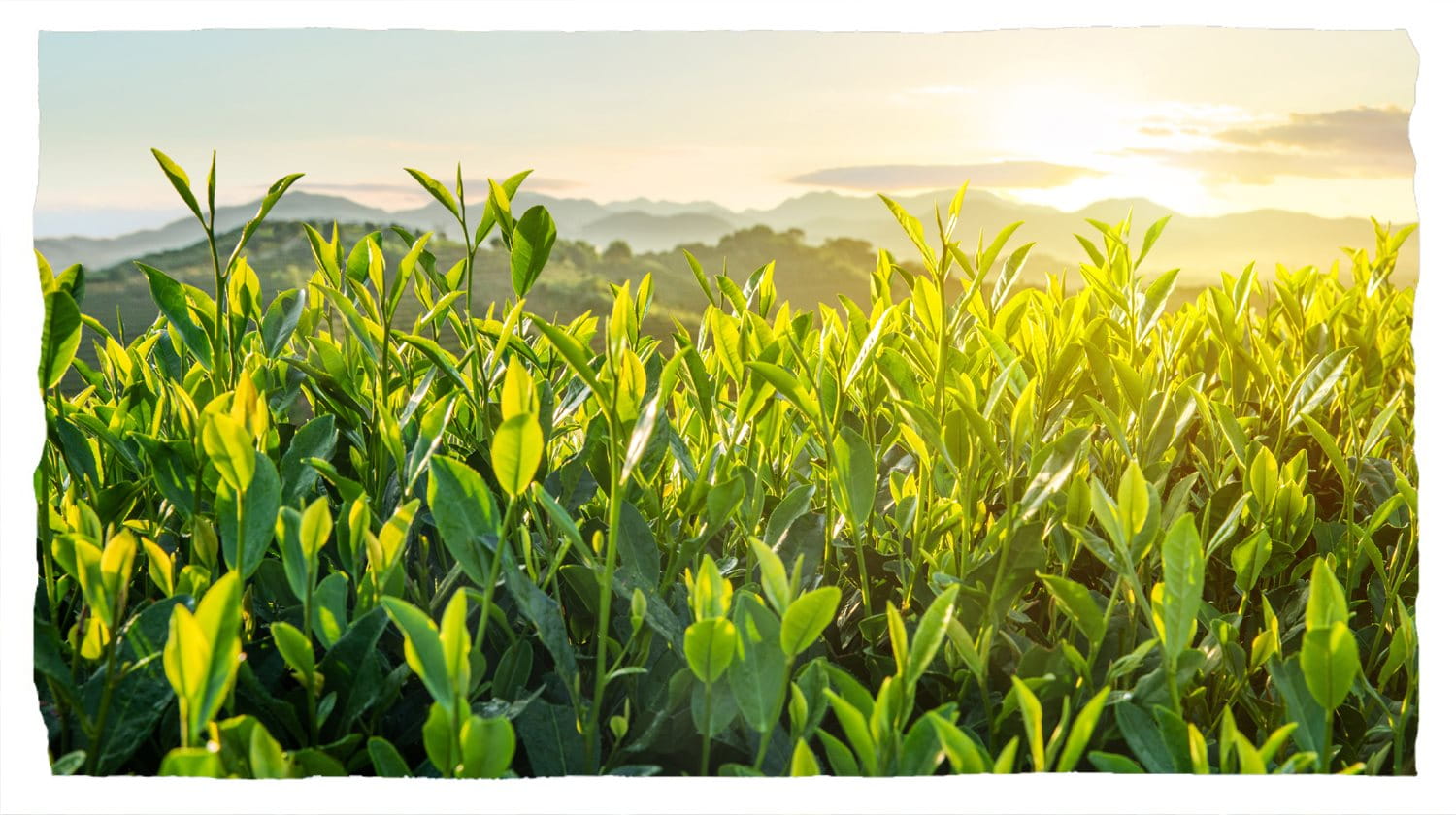 Un tramonto su un rigoglioso campo coltivato.