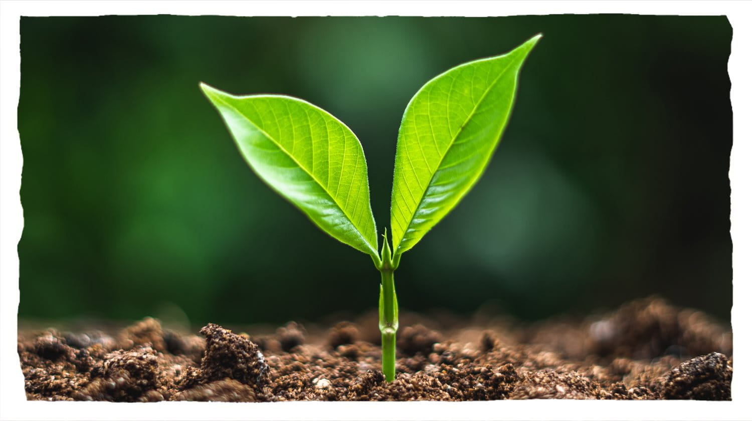 En liten grön planta med två blad som spirar i våt brun jord.