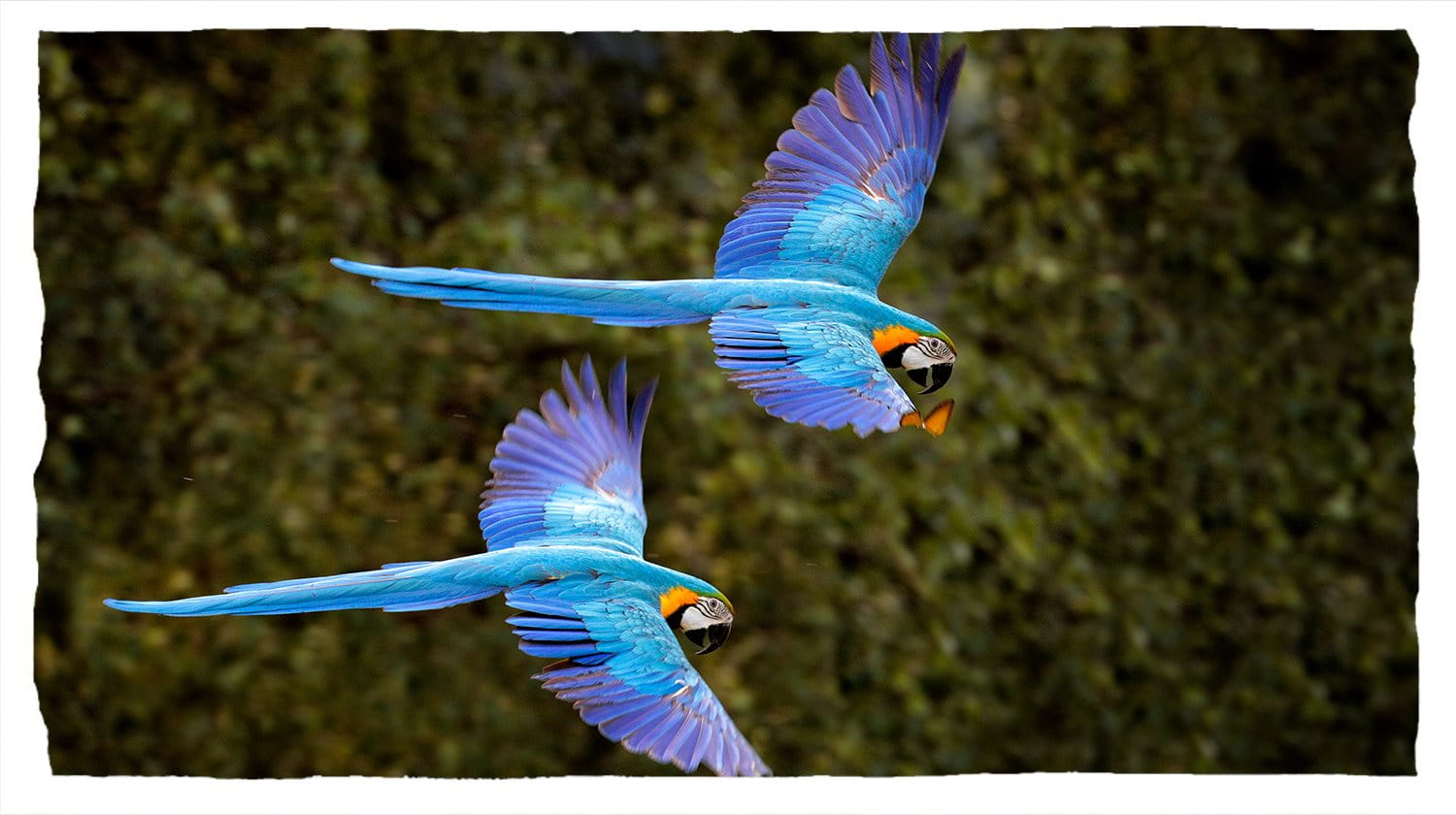 Zwei fliegende Papageien