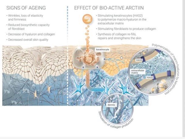 Effect van Bio-Actief Creatine (schematische voorstelling)