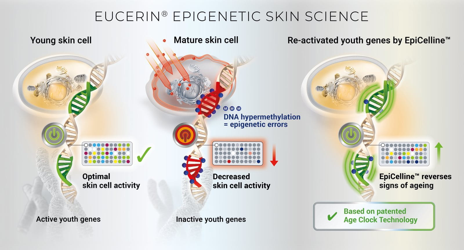 diagram of cells and genes