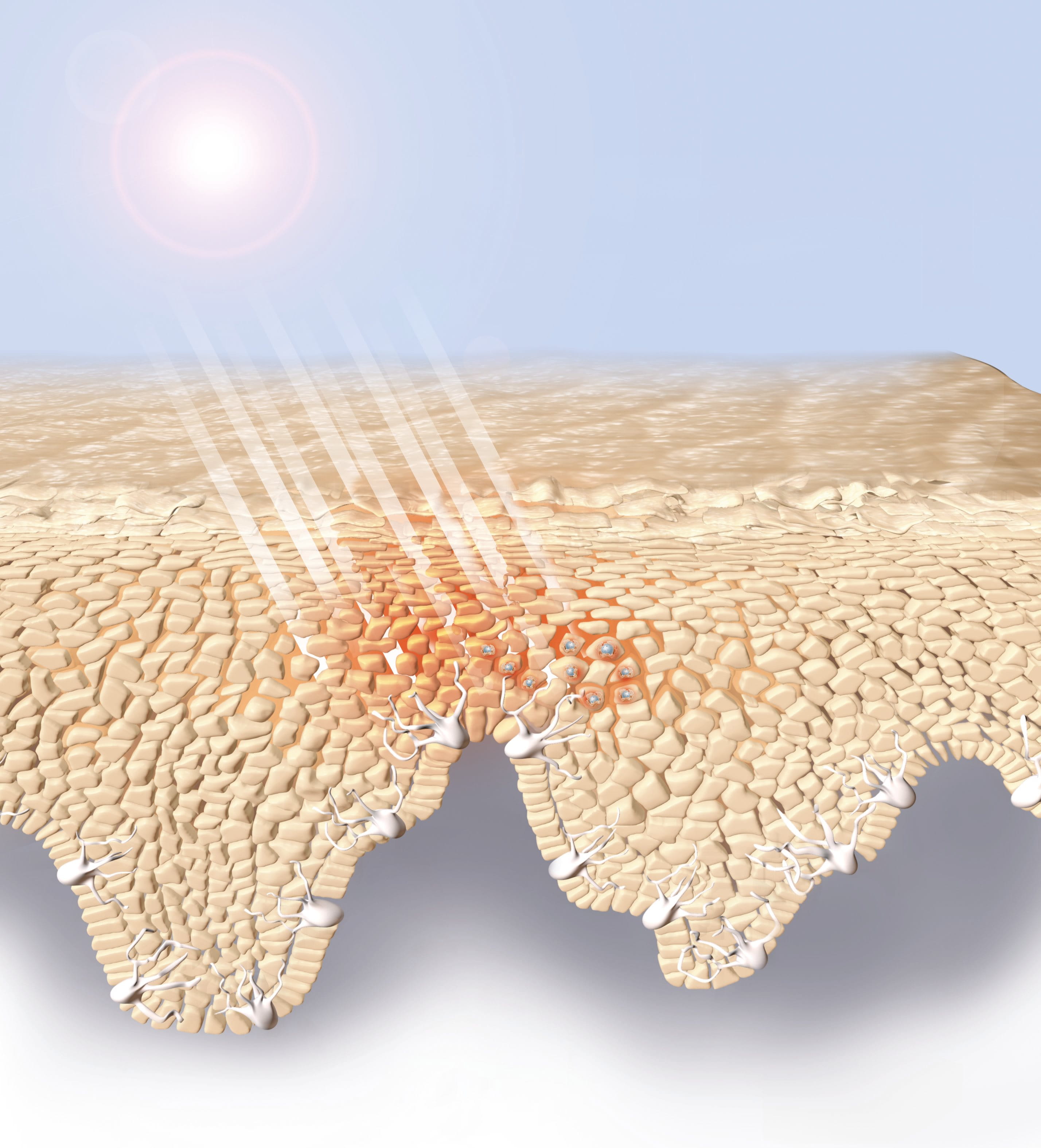 Diagram of the effect of the suns rays on the skin
