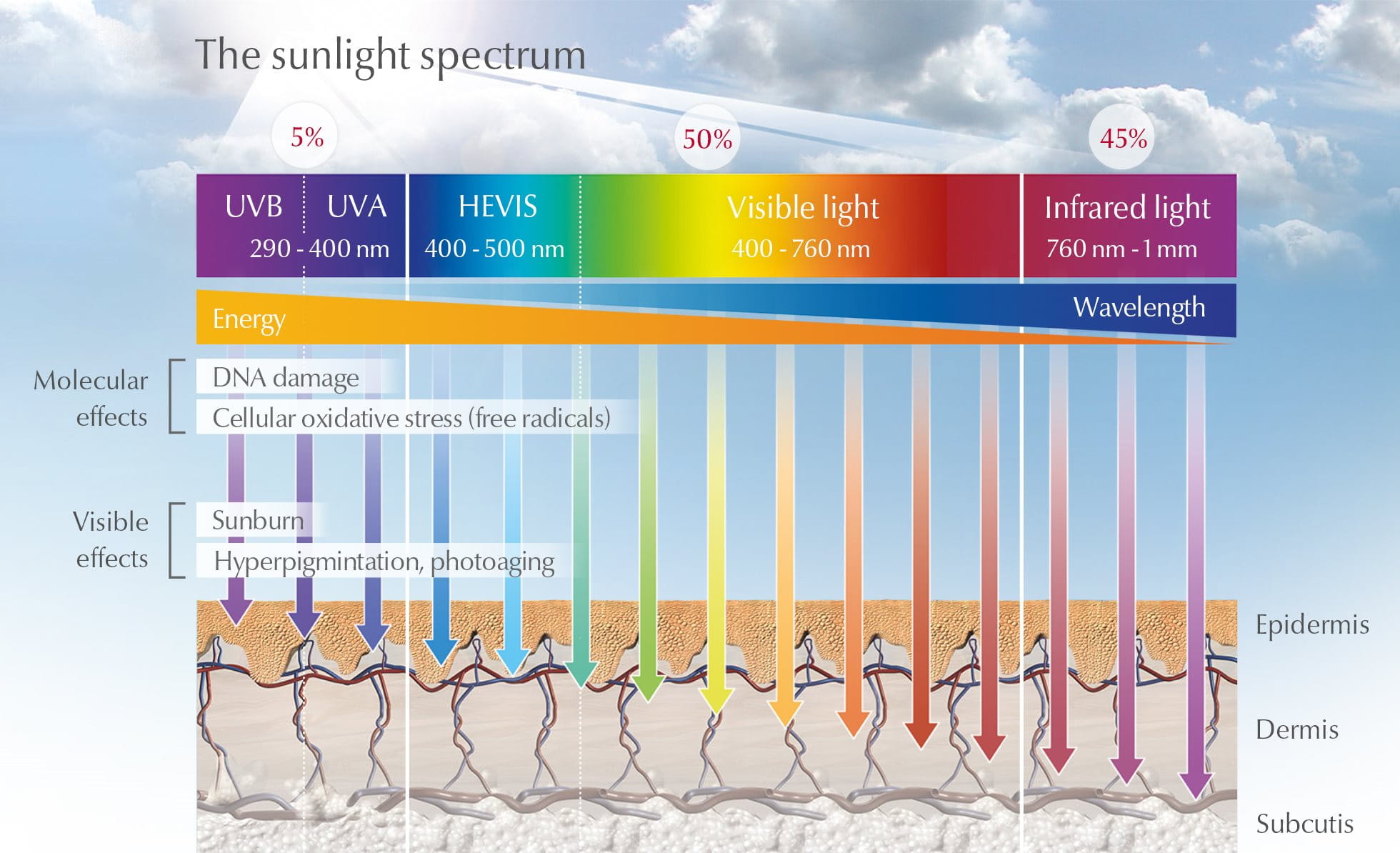 Diagram som visar solljusets effekt på huden