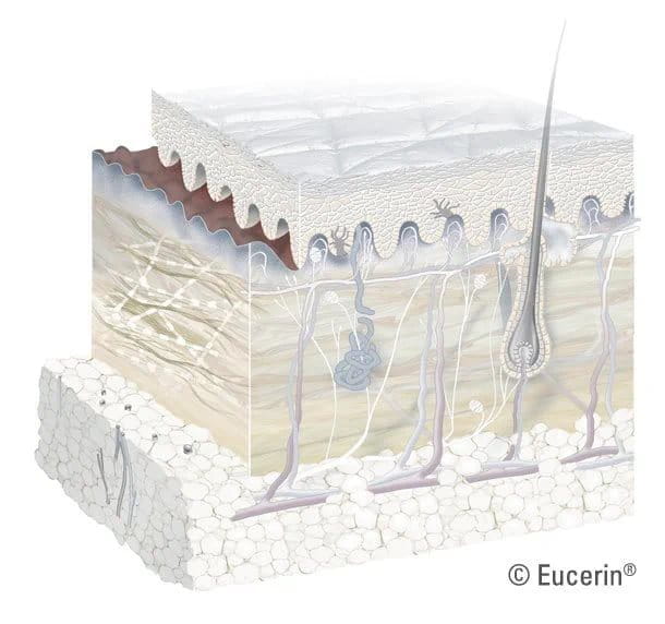 Querschnitt der menschlichen Hautschichten, der die Epidermis, Dermis und subkutane Schicht zeigt, inklusive Haarfollikel, Blutgefäße und Talgdrüsen.
