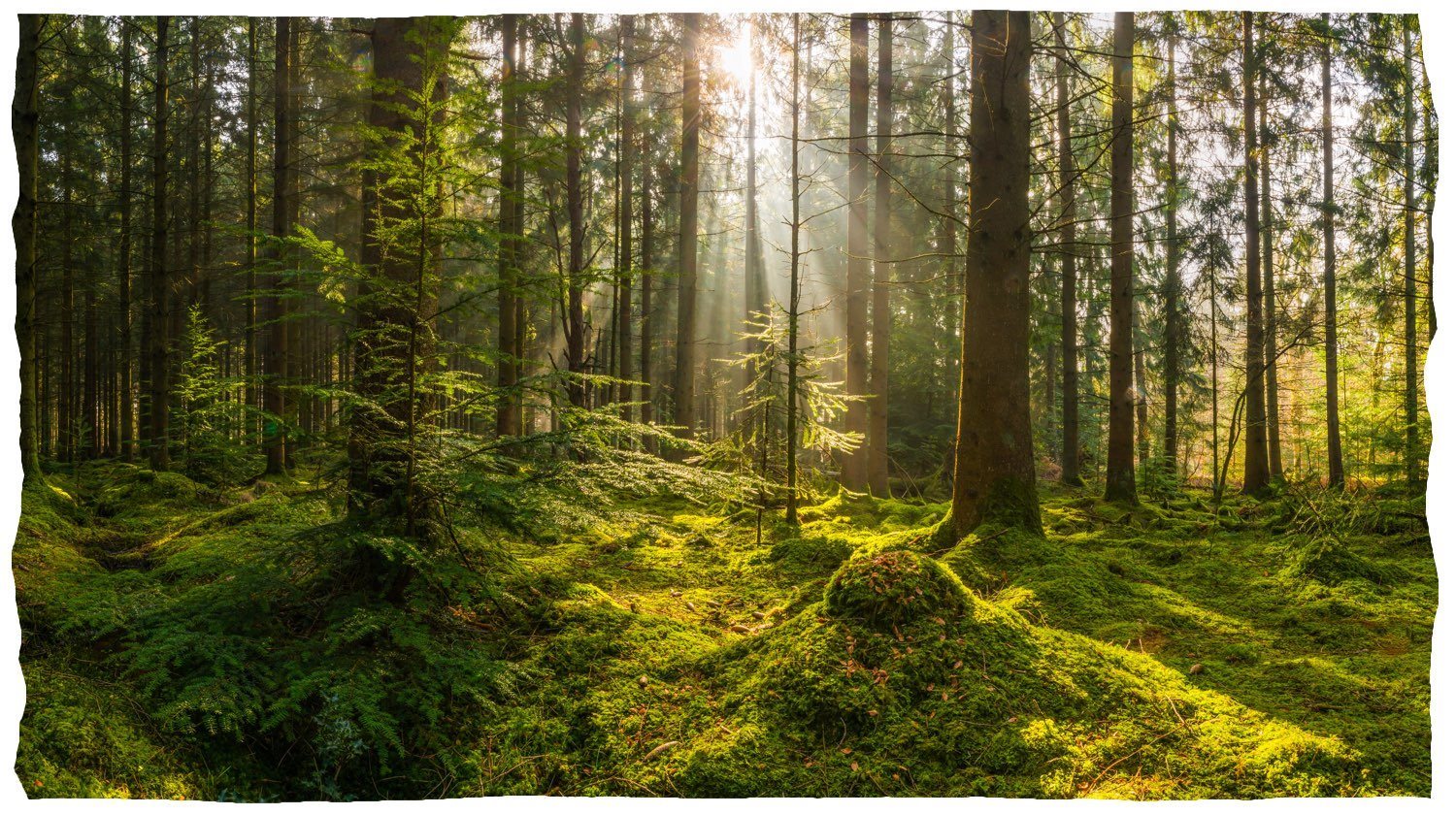 En grön skogsglänta med träd som badar i solljus