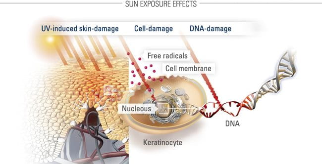 Phần lớn ánh nắng mặt trời tác động lên da là các tia UVB và UVA. Bảng sau đây sẽ đưa ra chi tiết các tính chất và ảnh hưởng của 2 loại tia UV này lên da của chúng ta.