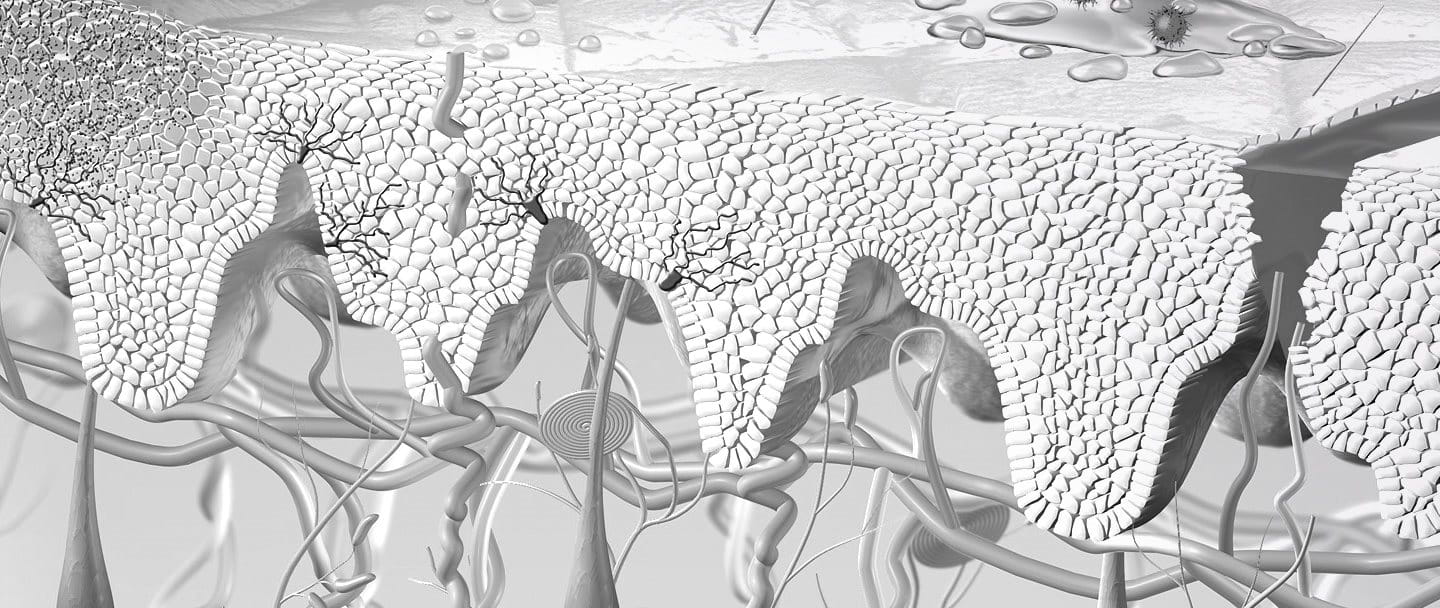 โครงสร้างและหน้าที่การทำงานของระบบผิวหนัง