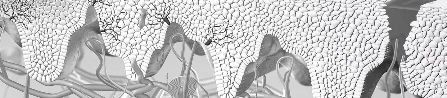 Illustration of skin´s regeneration