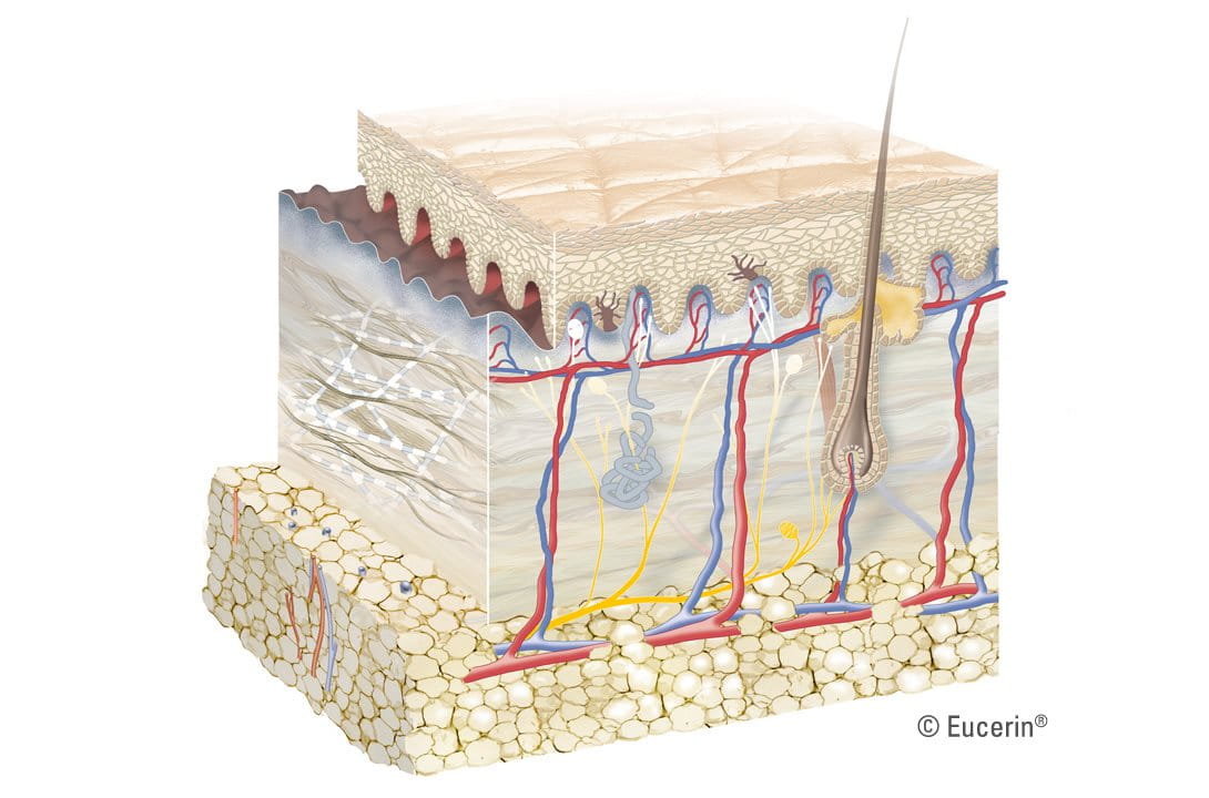 Graphic illustration of skin´s layer.