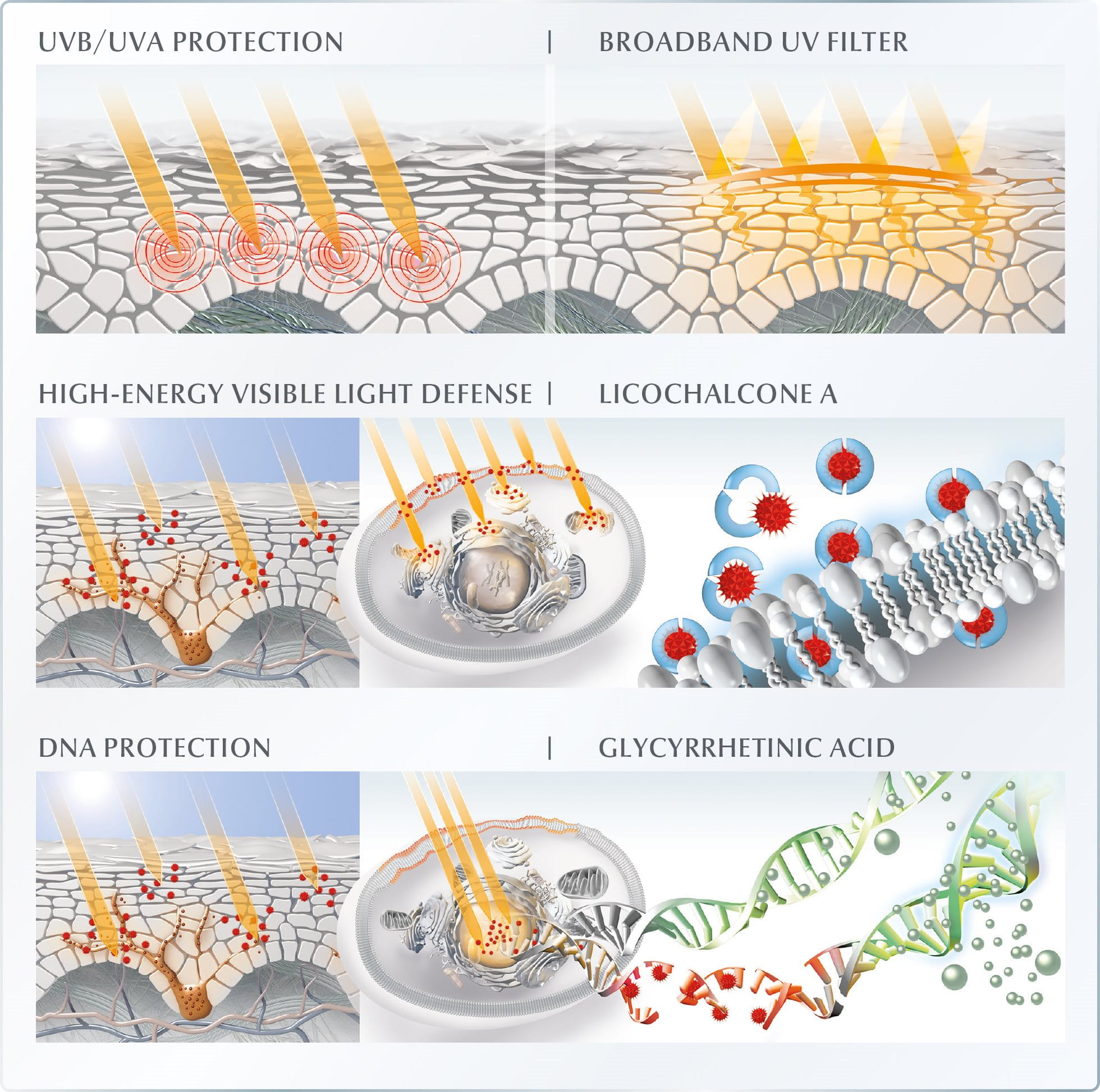 DNA Repair chart