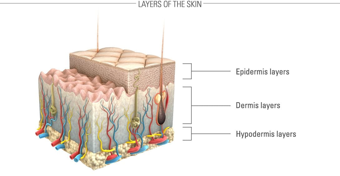 Tekening verschillende lagen van de huid