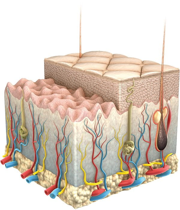 Diagram över hudens struktur