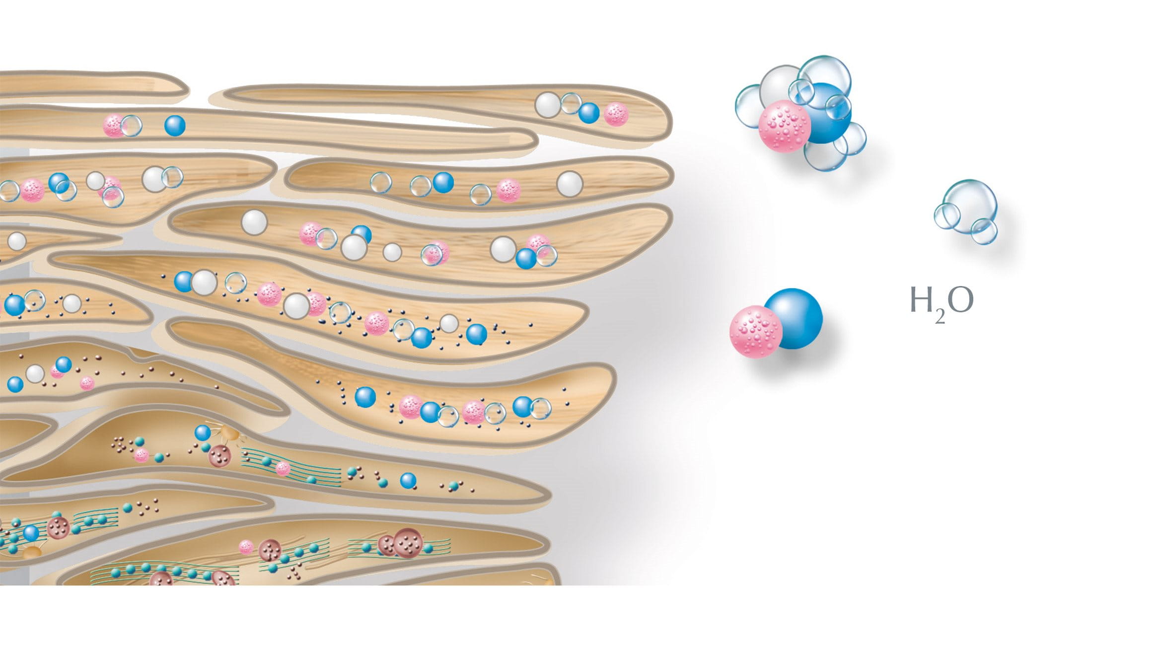 Urea bind water illustration