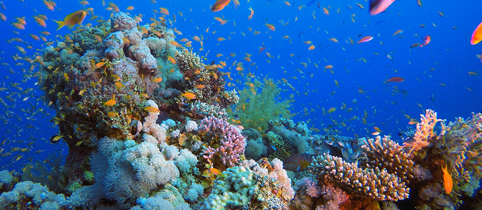 Bloqueador solar biodegradable