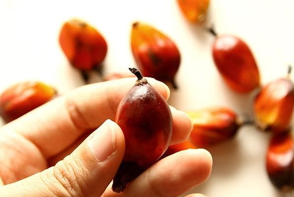 A hand holding a small round Palm Oil kernel