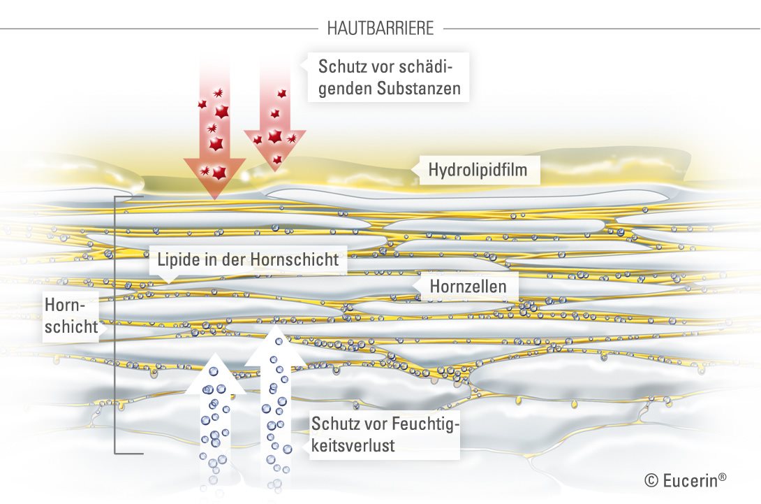 Eucerin SC sensitive skin sensitive face skin 06 infographic
