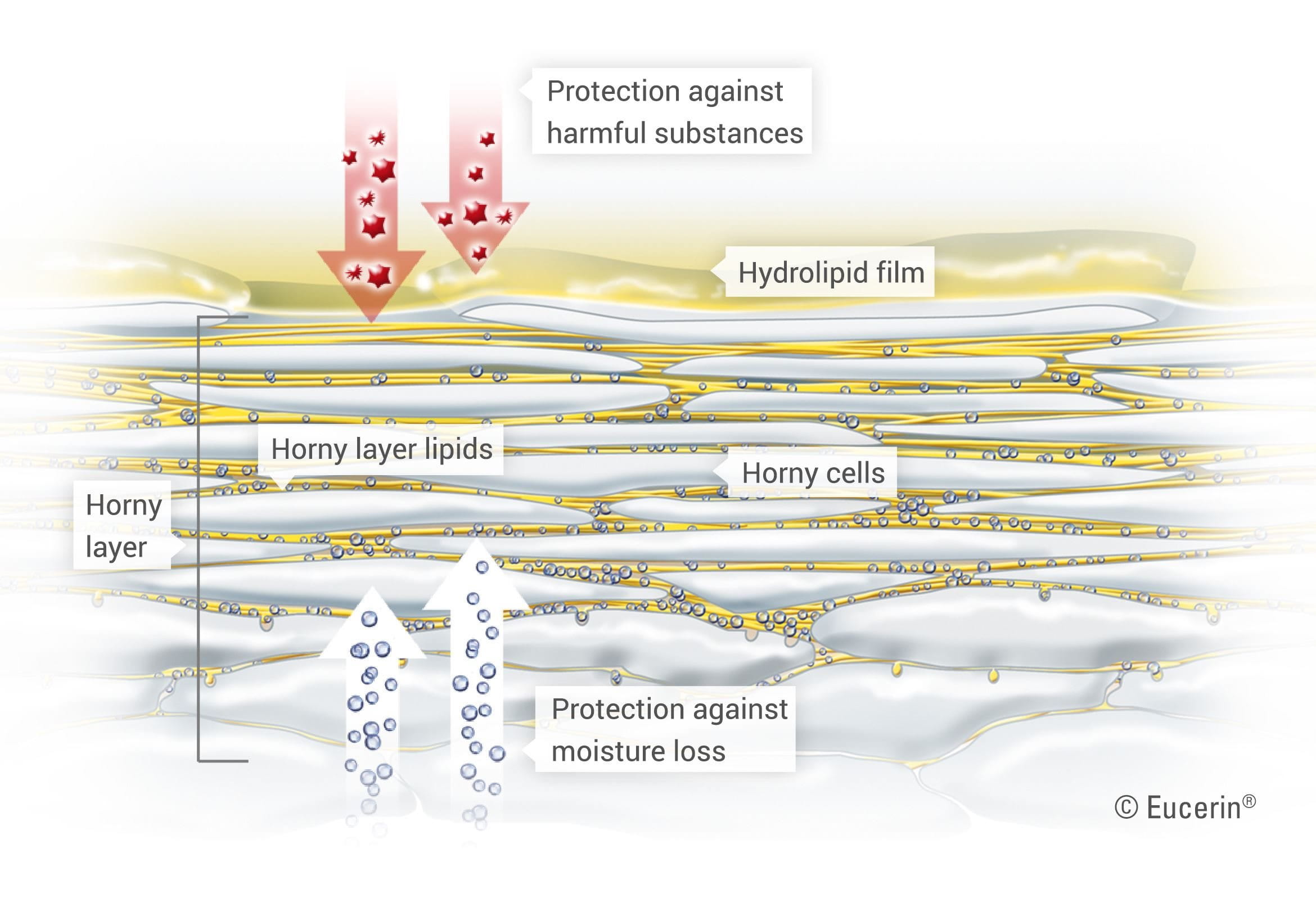 Graphic illustration of skin and its horny layer.