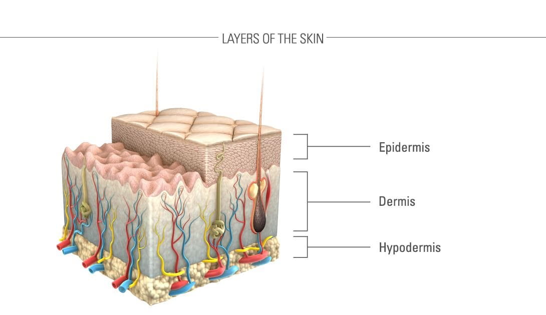 Illustration of skin and its layers