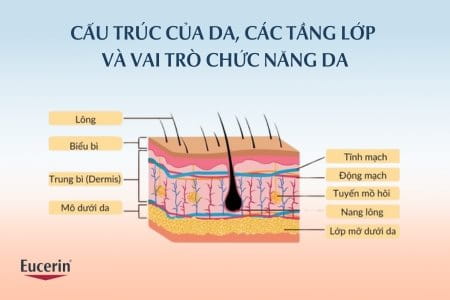 Cấu trúc da và chức năng da