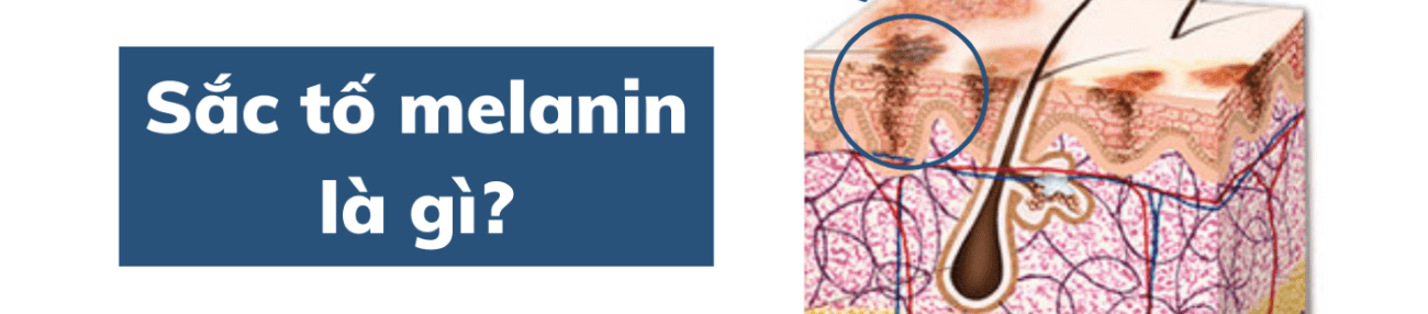 Sắc tố melanin là gì: Phân loại, nguồn gốc, vai trò và cách kiểm soát
