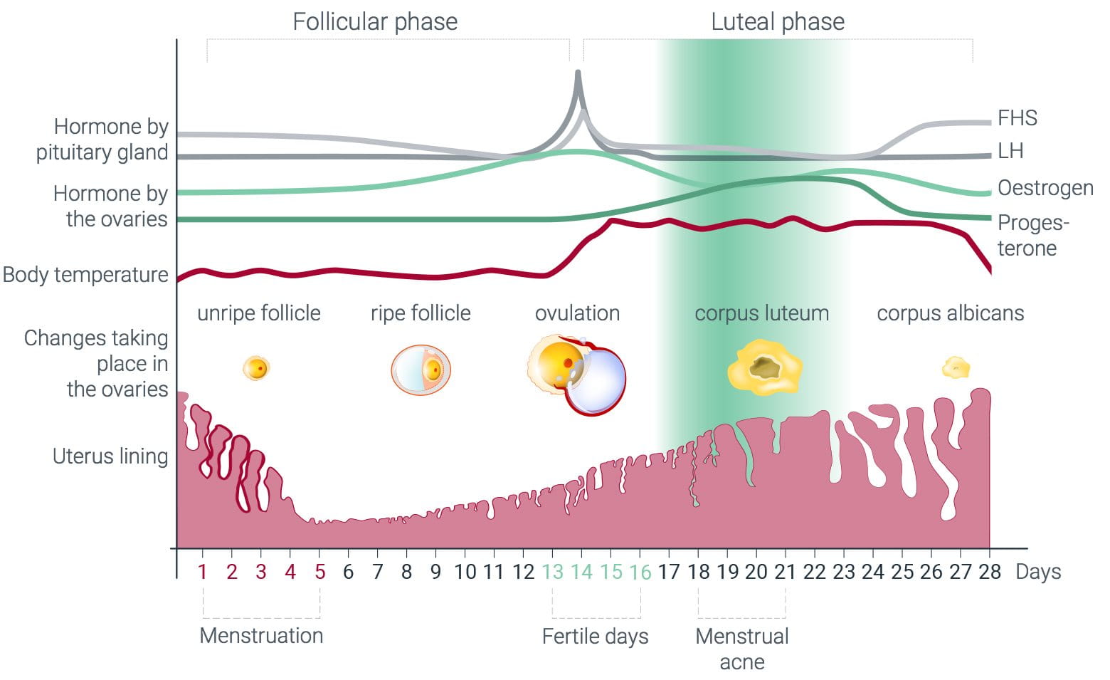 acne e ciclo menstrual