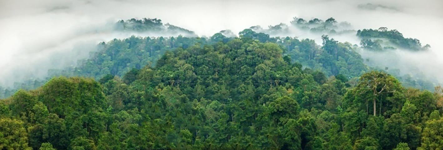 Cloud cover rainforest