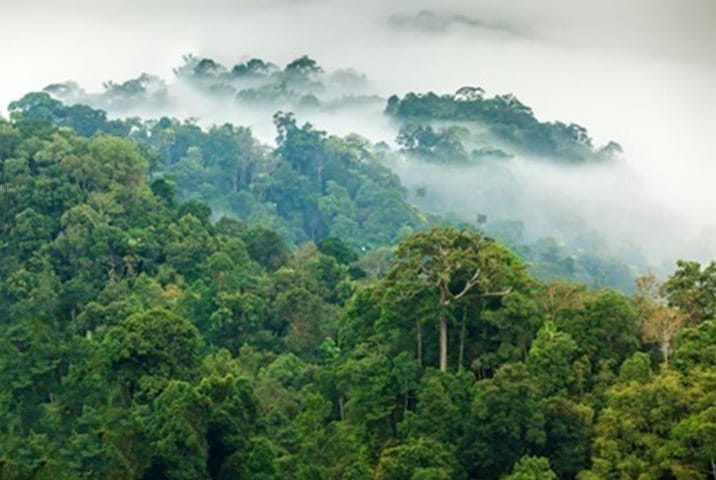 Cloud cover rainforest