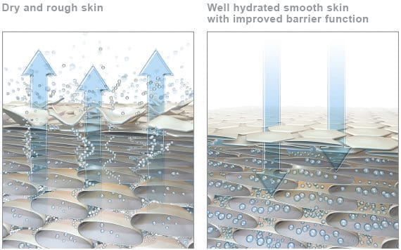 Graphic of dry skin and graphic of hydrated skin