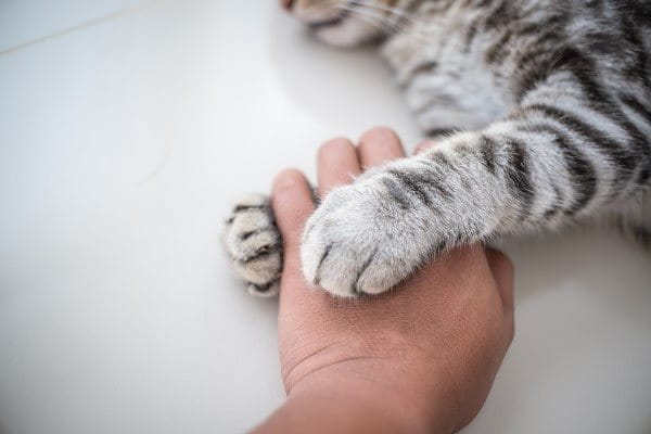 Katzenpfoten umklammern eine Hand.
