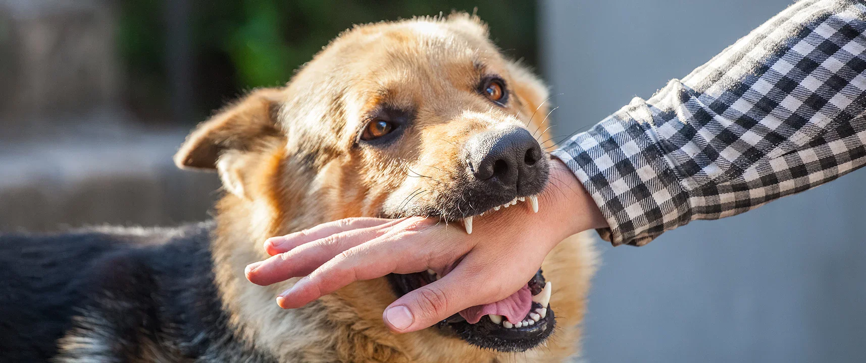 digigit anjing bisa berpotensi terkena rabies