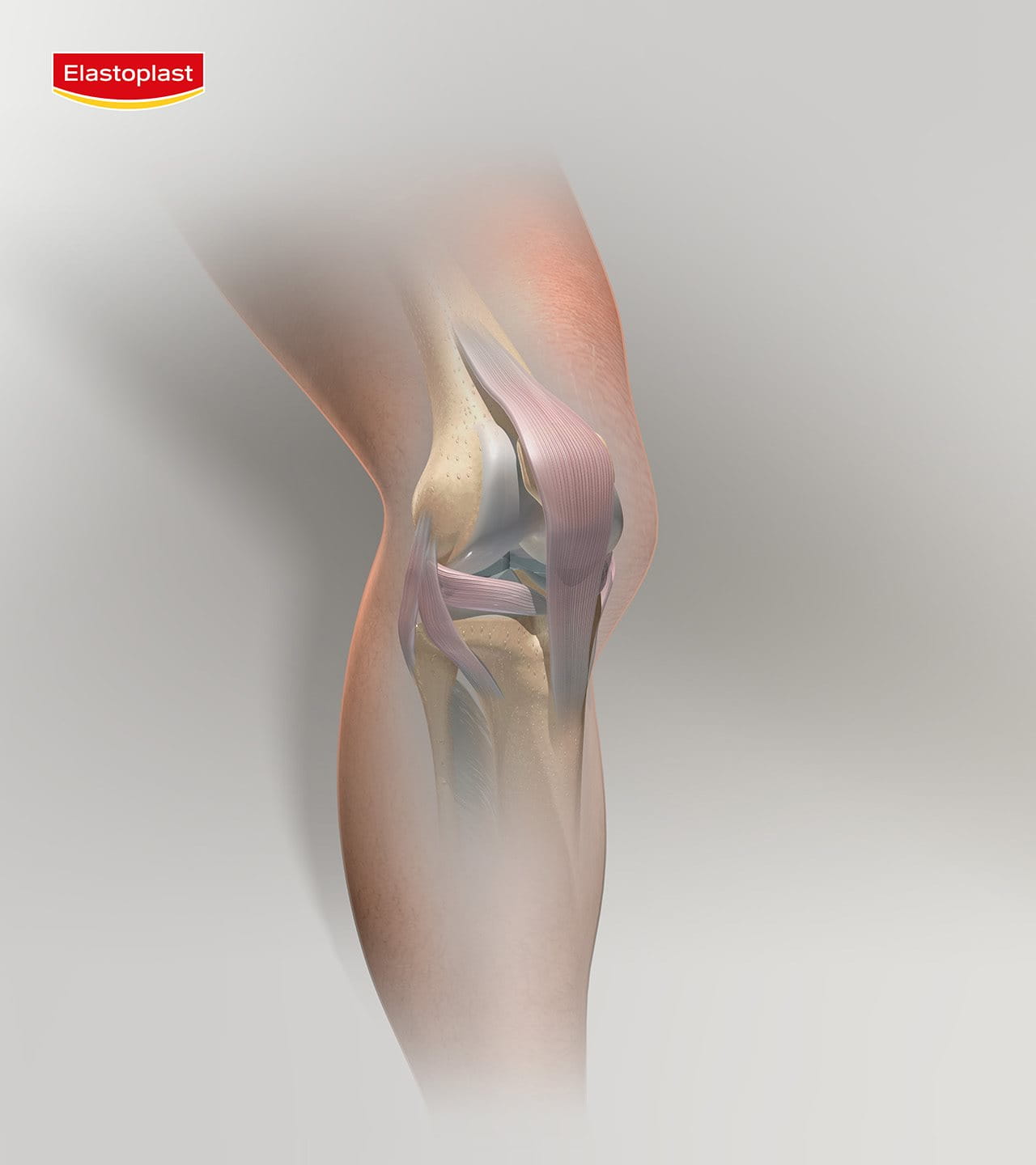 an illustration of knee joint