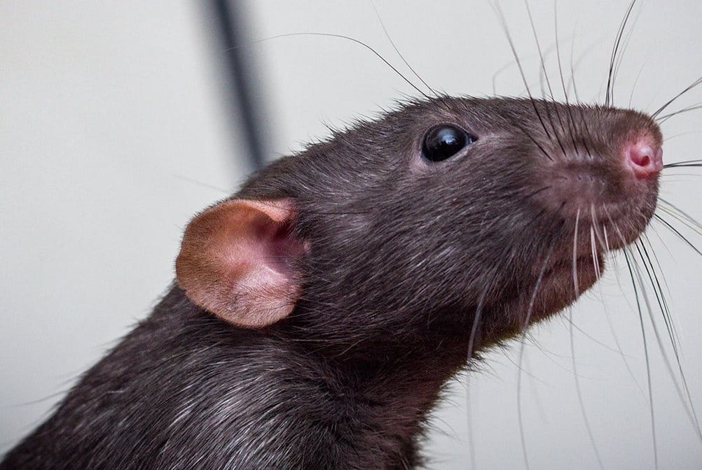 digigit tikus bisa menyebabkan infeksi