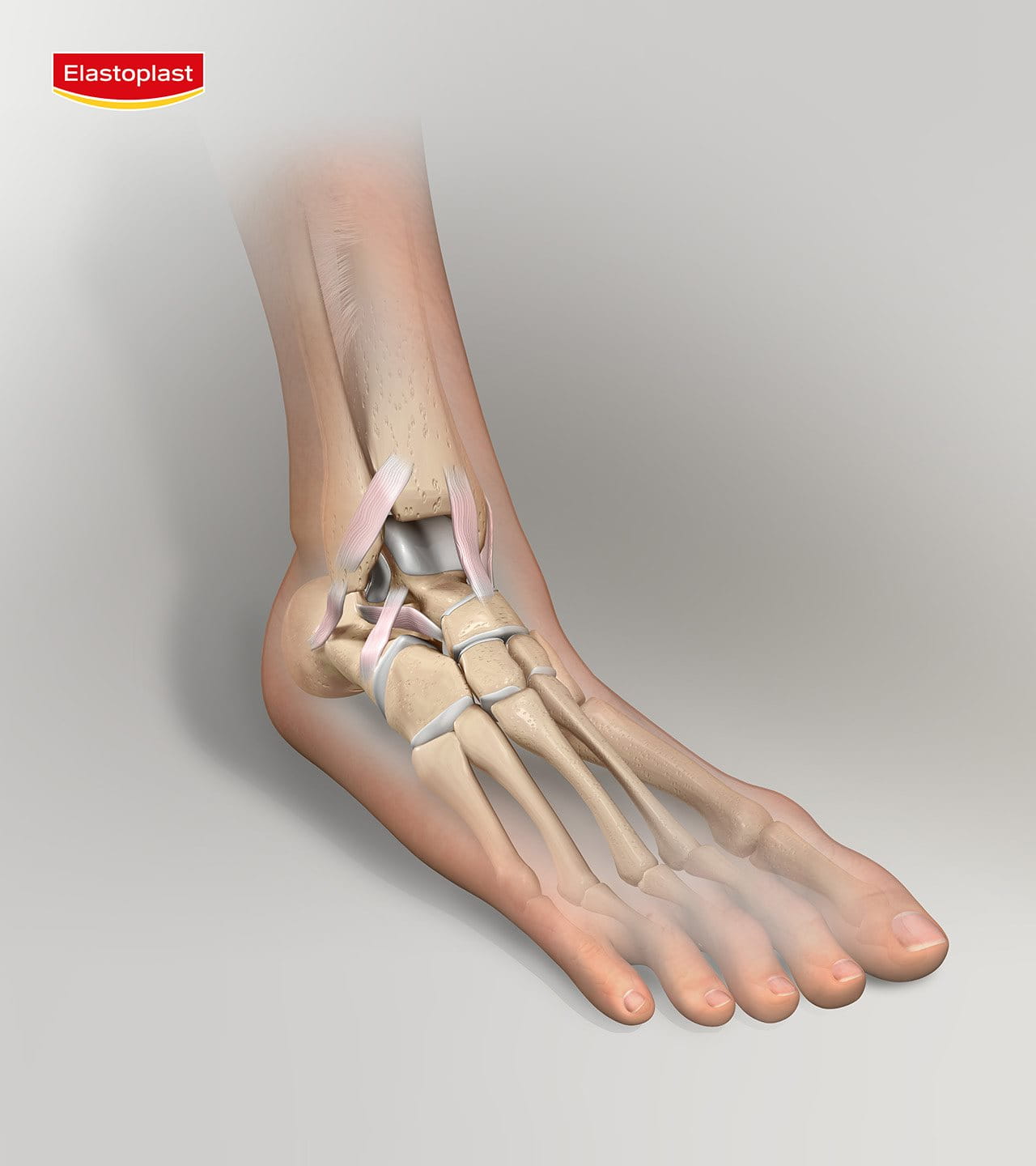 infographic showing the different bones in the ankle