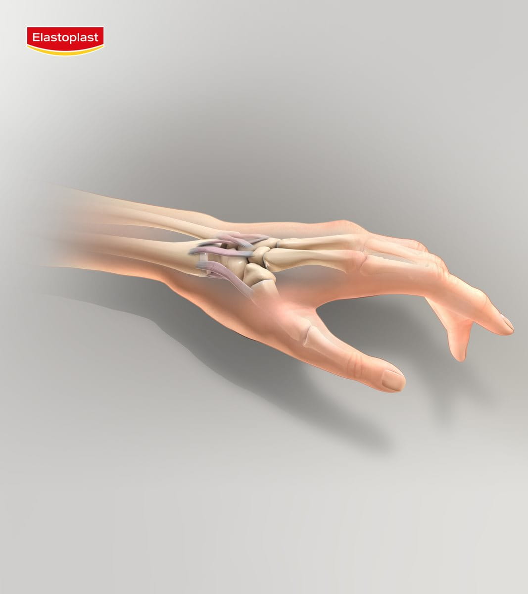 anatomy of wrist tendons